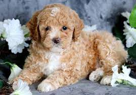 Toy poodles for sale Toy poodles for sale
