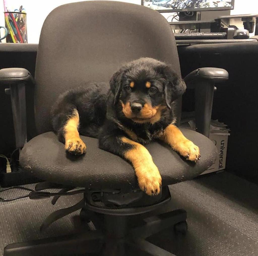 german rottweiler puppies german rottweiler puppies