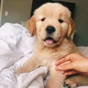 NALA