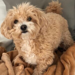maltipoos for sale