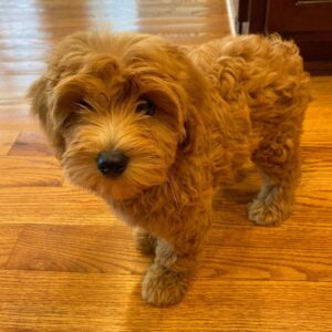 black golden doodles for sale