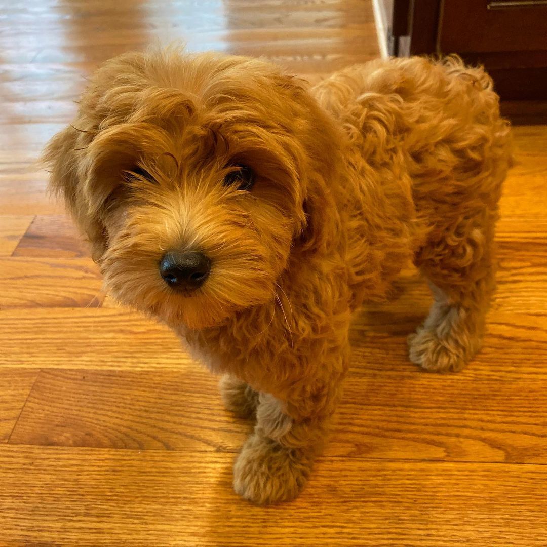 black golden doodles for sale black golden doodles for sale