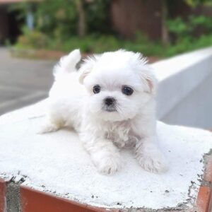 maltipoo breeders