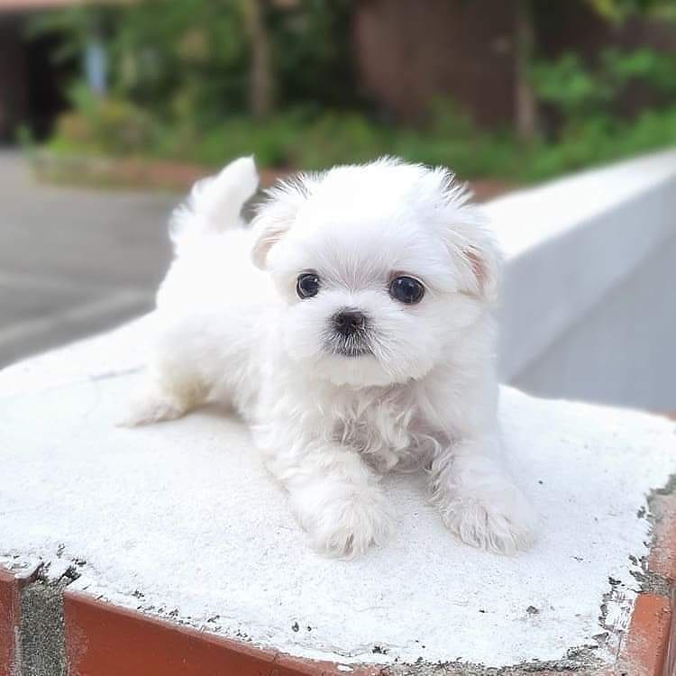 maltipoo breeders