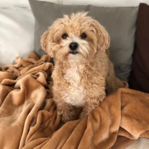 maltipoos for sale