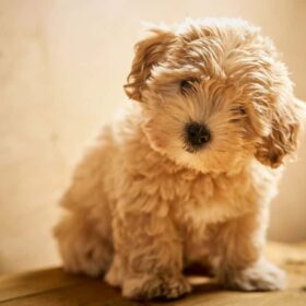 maltipoo puppies for sale maltipoo puppies for sale