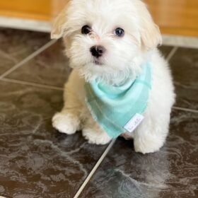Brown maltipoo puppies Brown maltipoo puppies