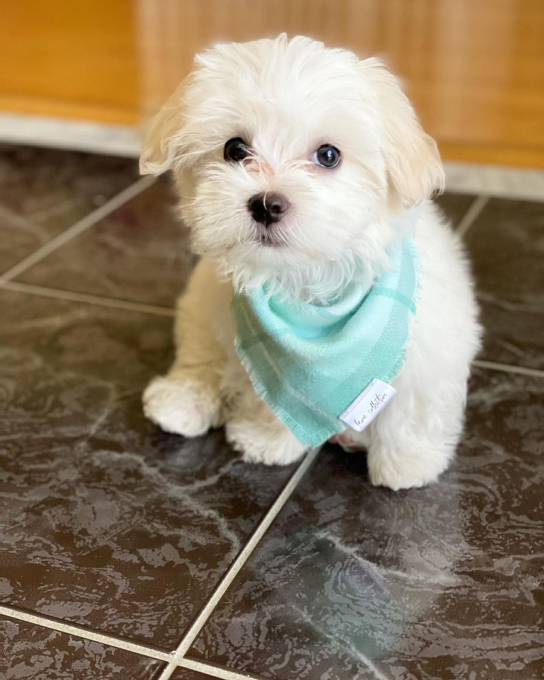 Brown maltipoo puppies