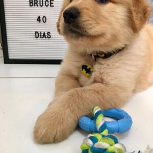 goldador puppies for sale