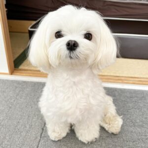 Maltese Puppy For SaleÂ