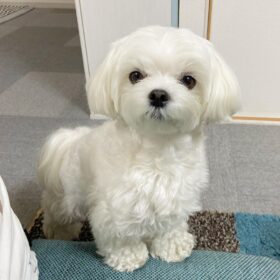 Maltese puppy for sale new York Maltese puppy for sale new York