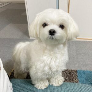 Maltese puppy for sale new York