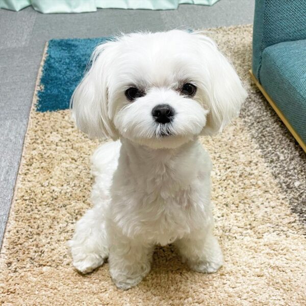 Maltese for sale in USA