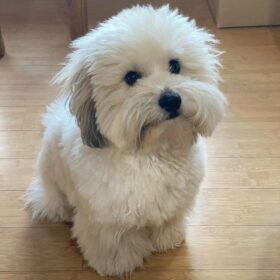 Puppies For Sale Near Me Craigslist Puppies For Sale Near Me Craigslist