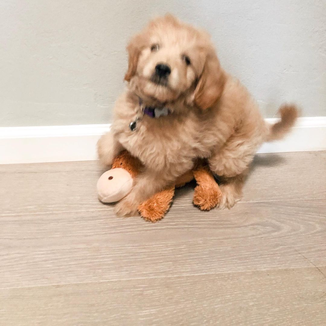 dooditsmarley-20220228-0009