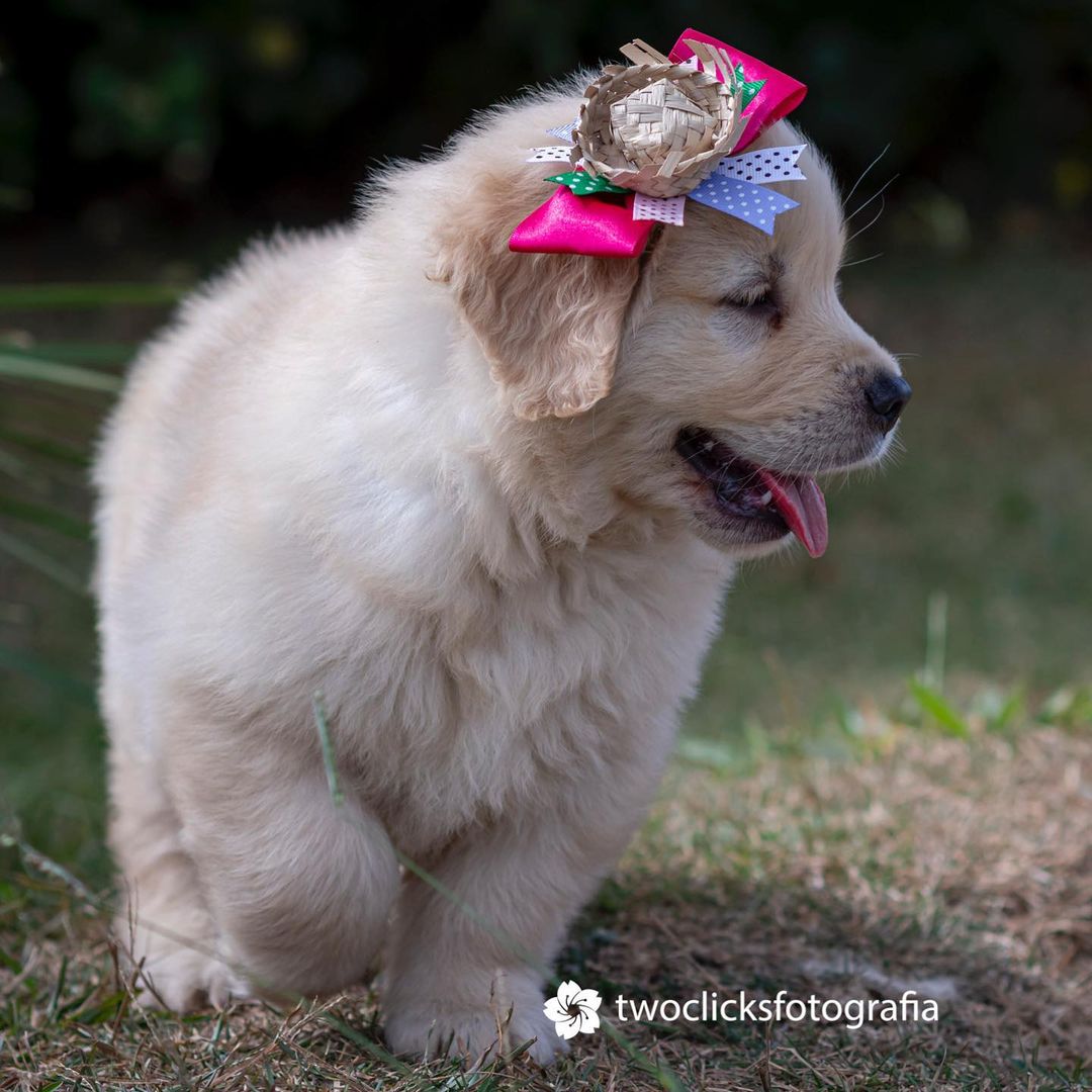 gffkennel_1644562793478753.jpg
