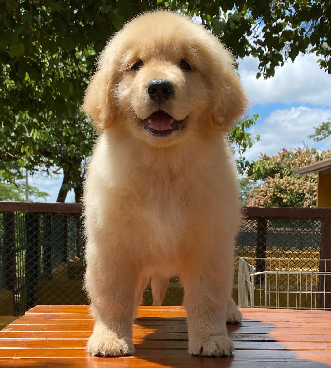 golden retriever puppies for sale Sacramento golden retriever puppies for sale Sacramento