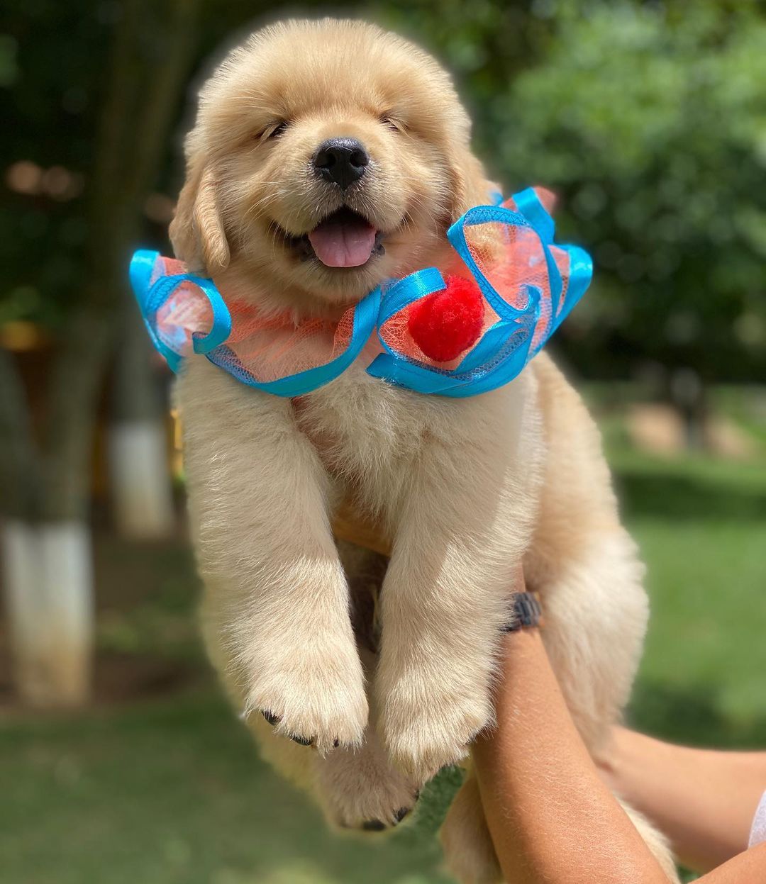 golden retriever puppies for sale Ohio