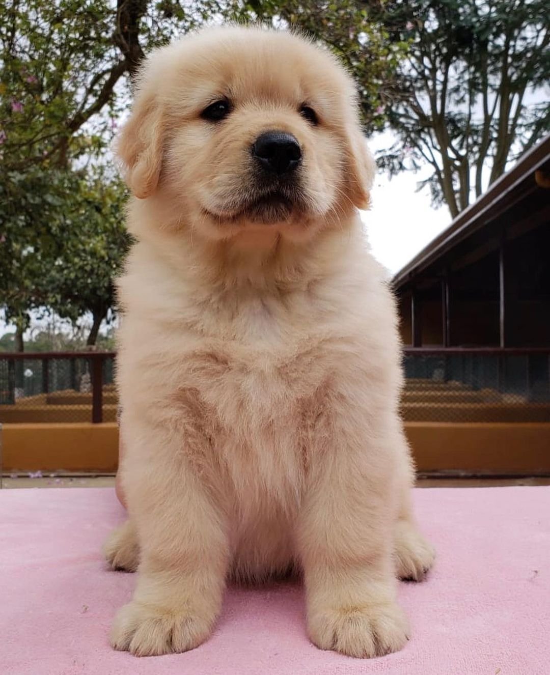 gffkennel_1644563412474485.jpg