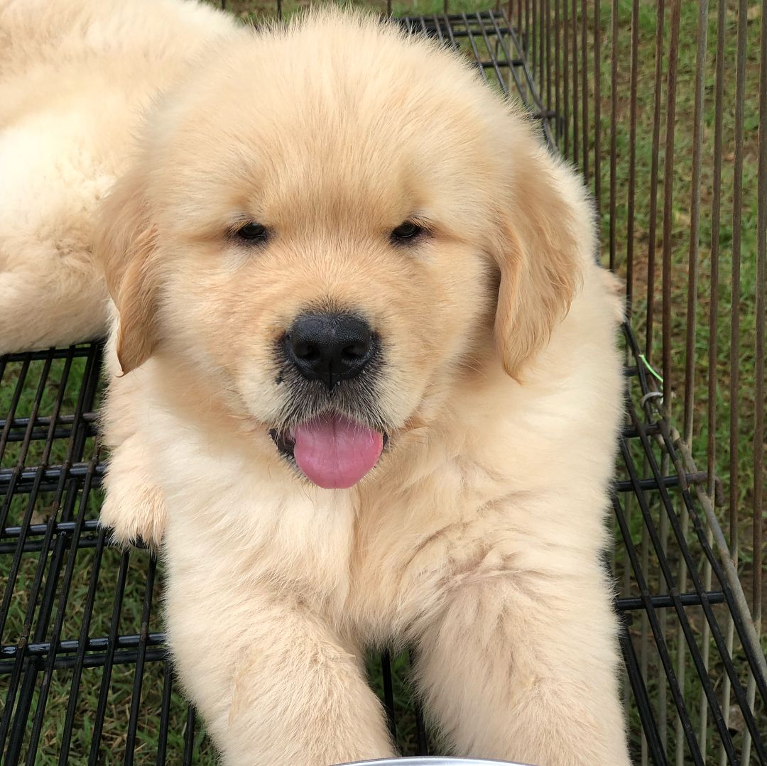 gffkennel_1644563869266756.jpg