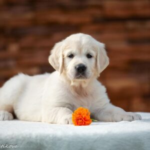 Paws