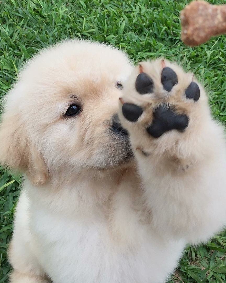goldenretrieverloyal_164456123338618.jpg