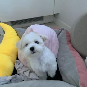 Maltese dog for sale Maltese dog for sale