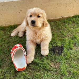 Monty