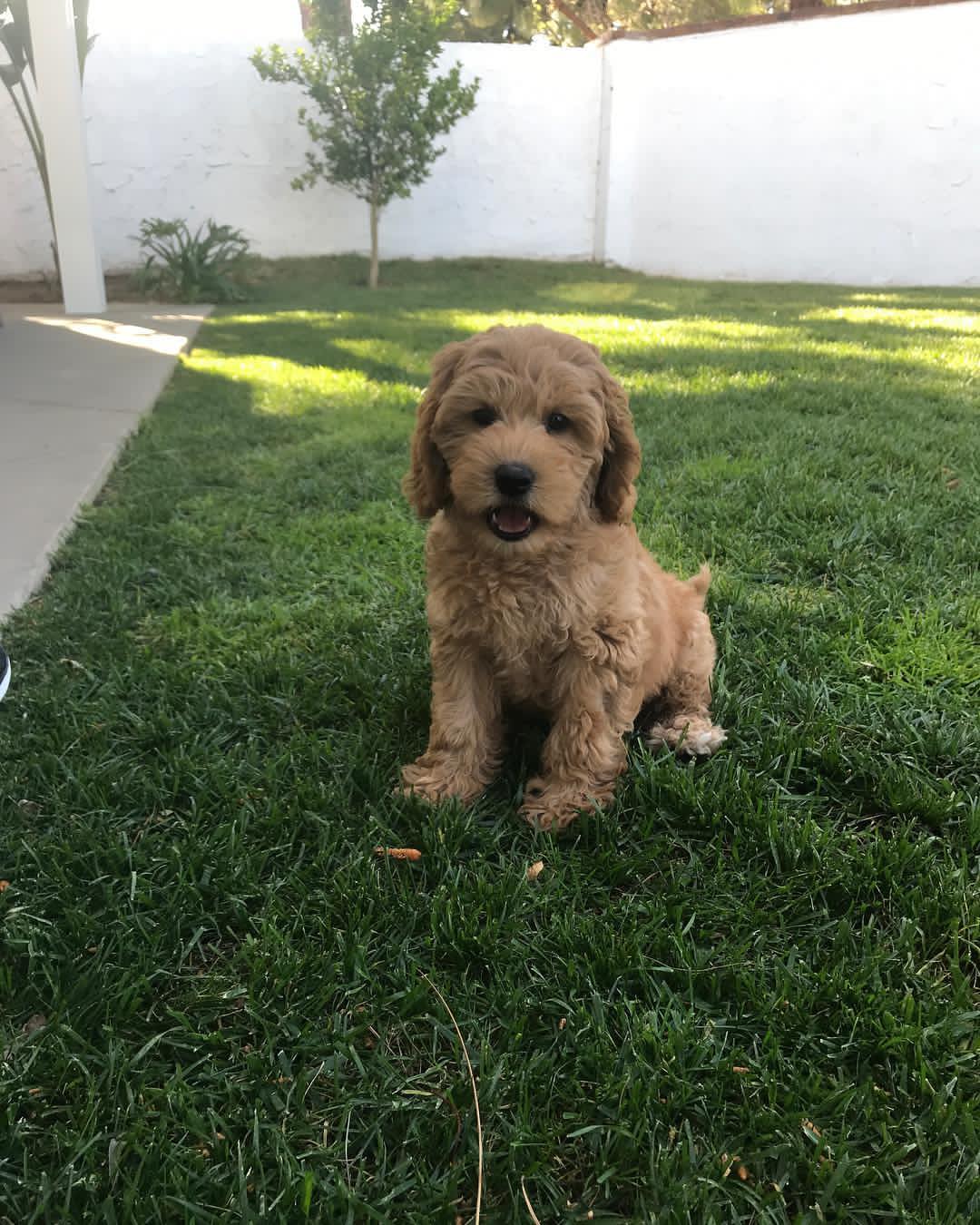 mini goldendoodle puppies for sale