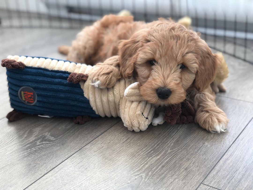 koopa.the.teddy-20220223-0007