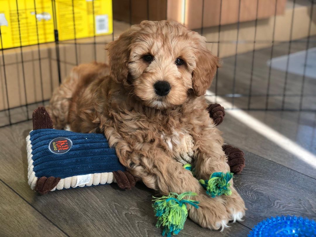 golden doodles for sale south carolina