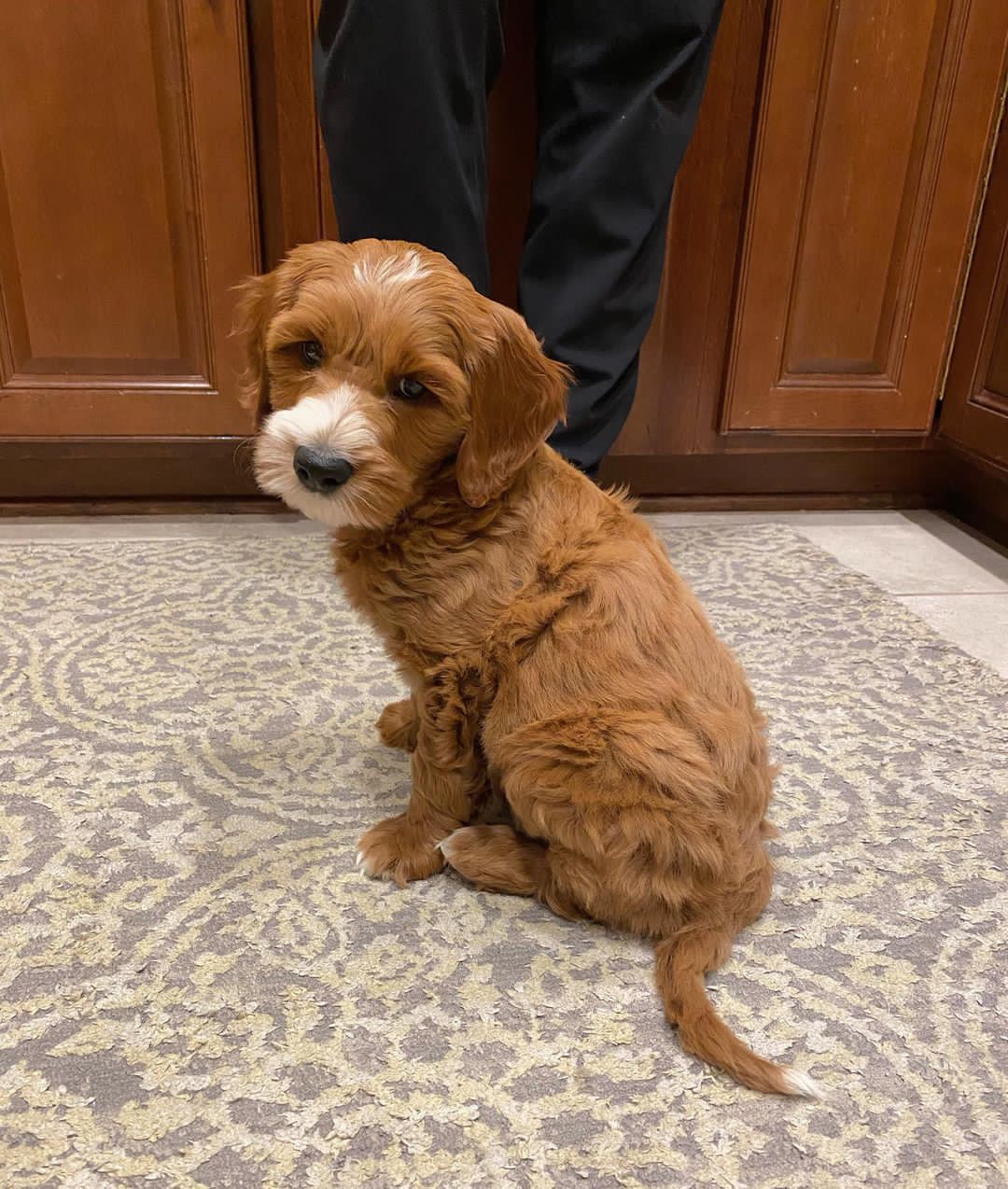 indiana goldendoodle puppies for sale