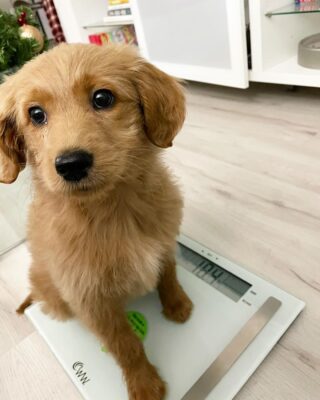 best dogs for first time owners