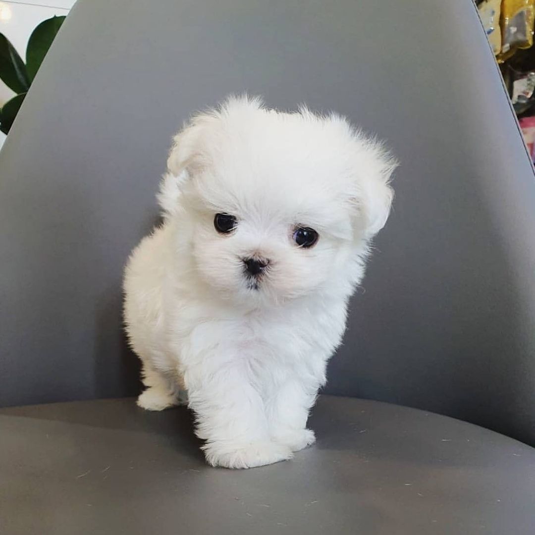 female Maltese puppy for sale