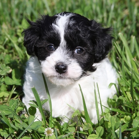 Maltipoo for sale near me