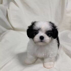 Maltipoo puppies for sale near me