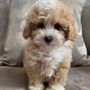 apricot maltipoo for sale