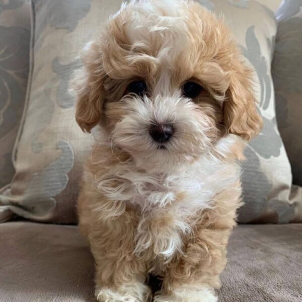 apricot maltipoo for sale