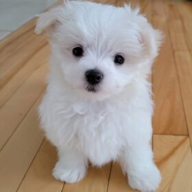 Maltese breeders Maltese breeders