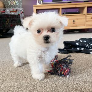 For sale Teacup Maltese Puppies