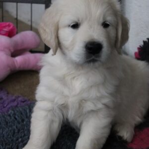 Hank