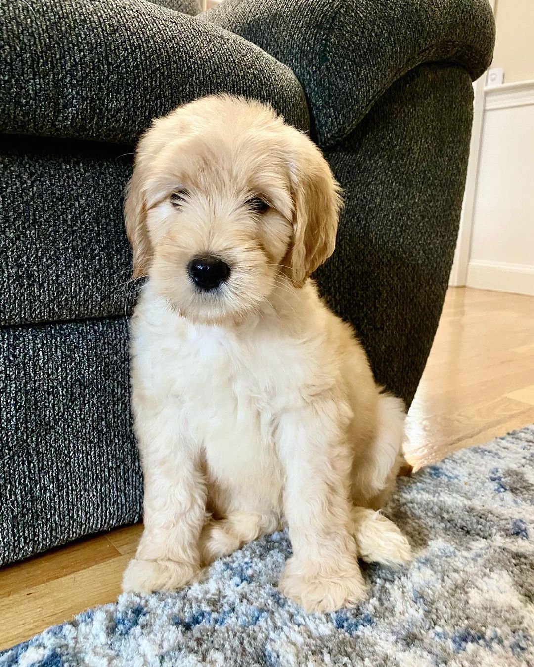 toy goldendoodle for sale