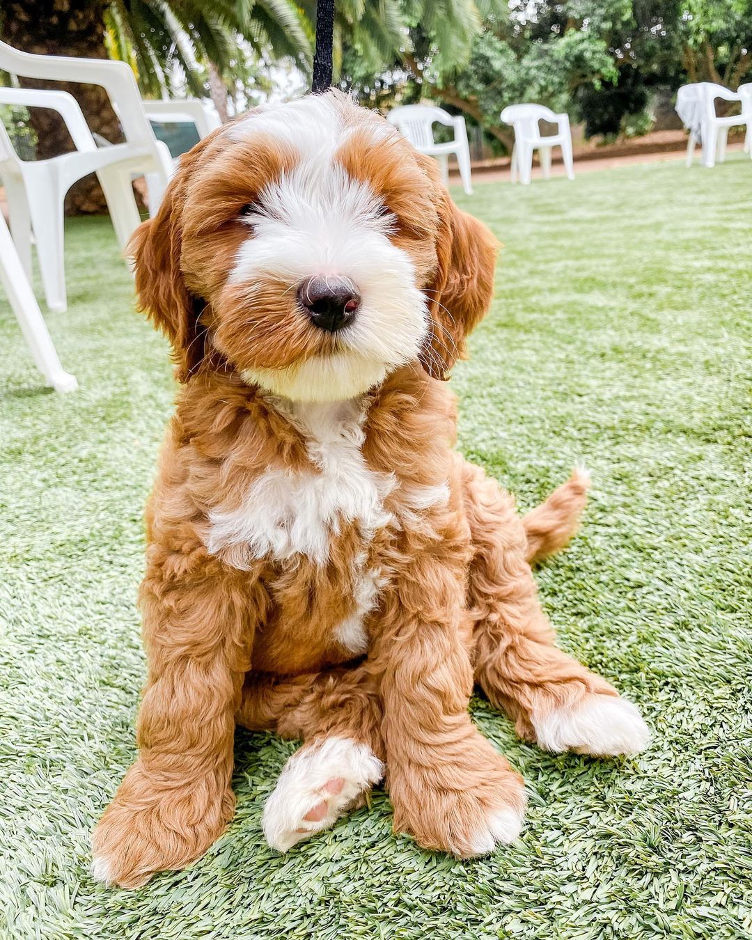 golden doodle for sale near me