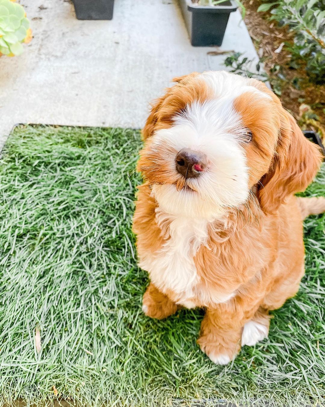 ourdoodteddy-20220301-0007