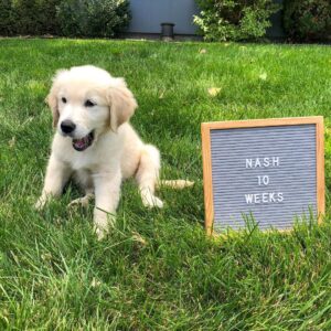 Nash
