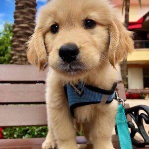 Cutie