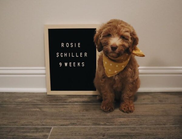 goldendoodle puppies for sale for $600