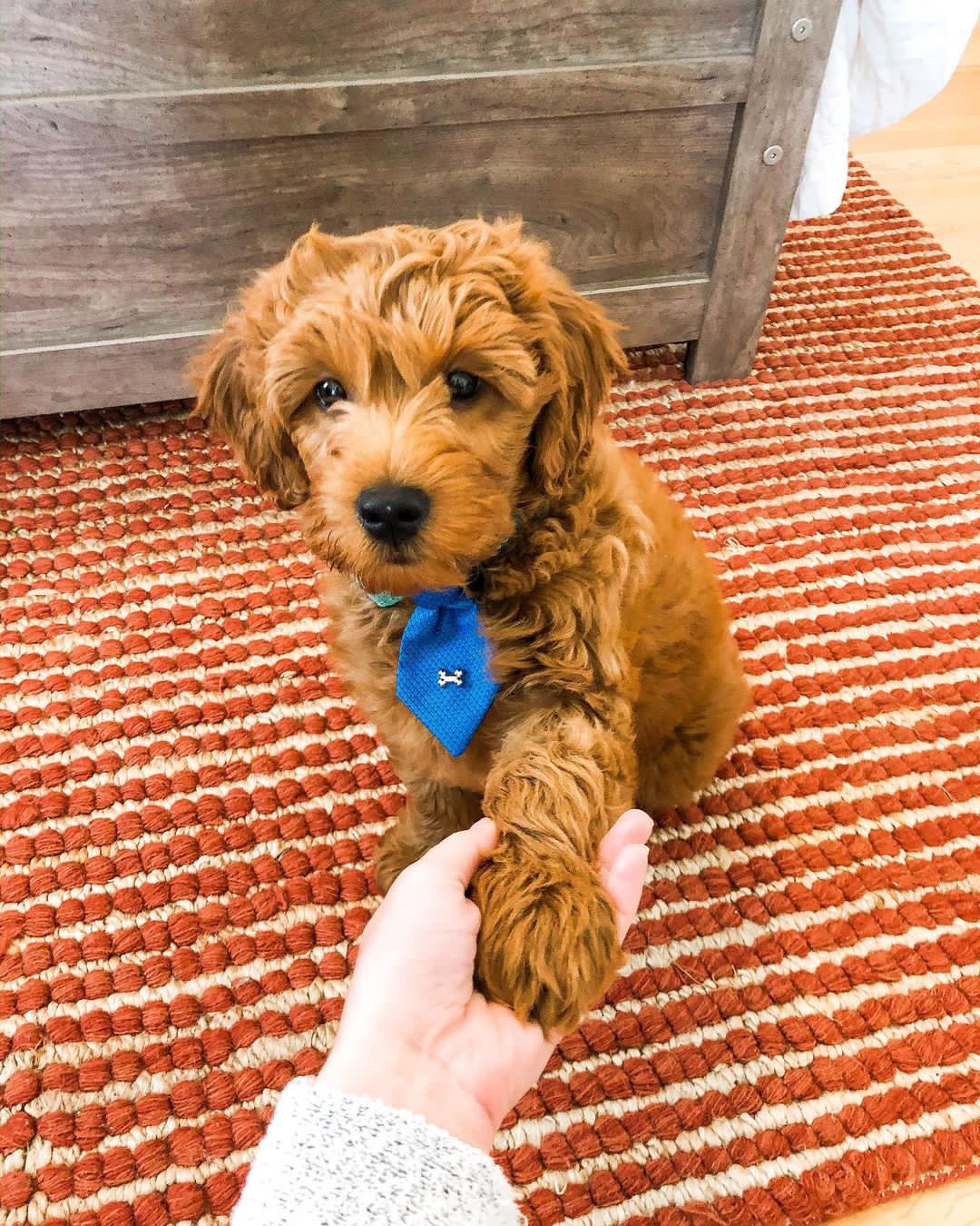 shaythedood-20220208-0002