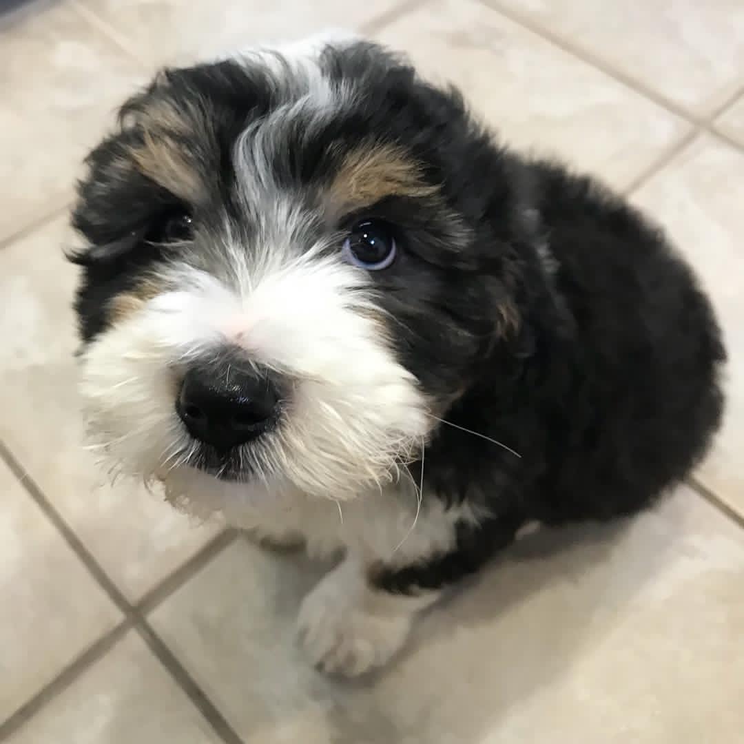 sprinkledoodledog-20220209-00031