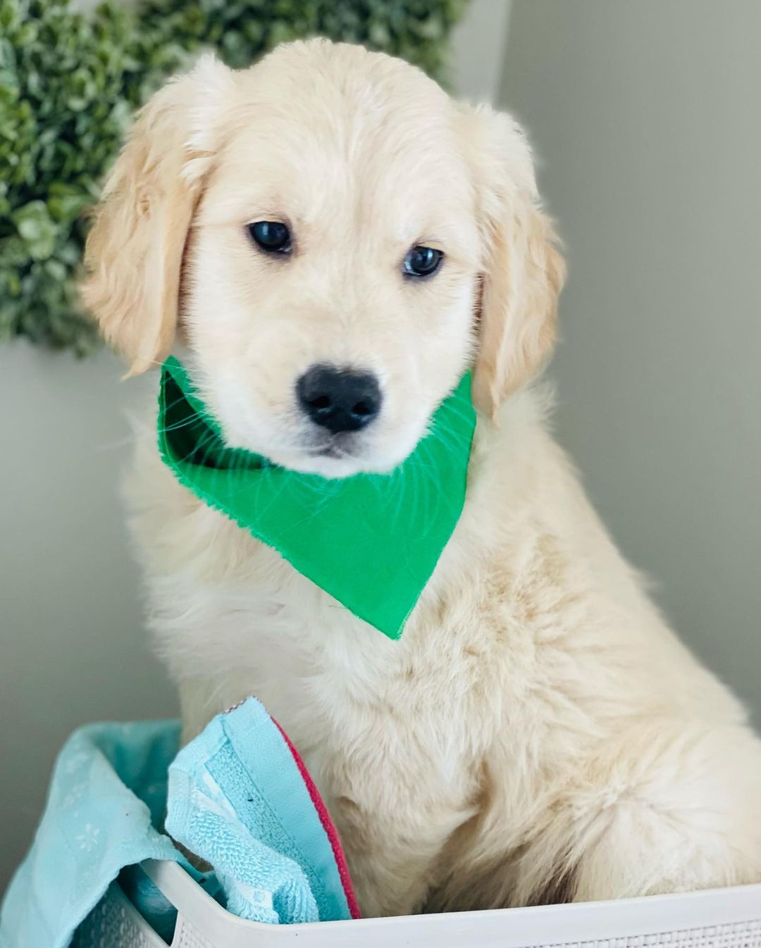 Golden retriever puppies near me for adoption Golden retriever puppies near me for adoption